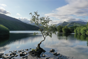 lonely tree 1