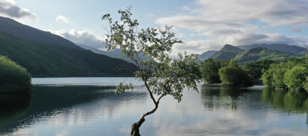 lonely tree